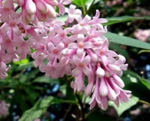 Ljubičasti jorgovan Syringa vulgaris