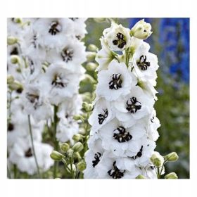  Delphinium Magic F. White Dark Bee - sadnica