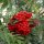 Planinska sorbus aucuparia 80-120 cm u posudi od 1-2l