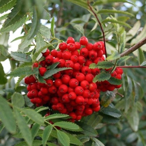 Planinska sorbus aucuparia 80-120 cm u posudi od 1-2l