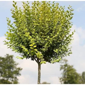   Ligustrum 'Aureum' na panju, visoka sadnica u posudi od 2-3 litre, 100-130 cm
