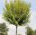 Ligustrum 'Aureum' na panju, visoka sadnica u posudi od 2-3 litre, 100-130 cm