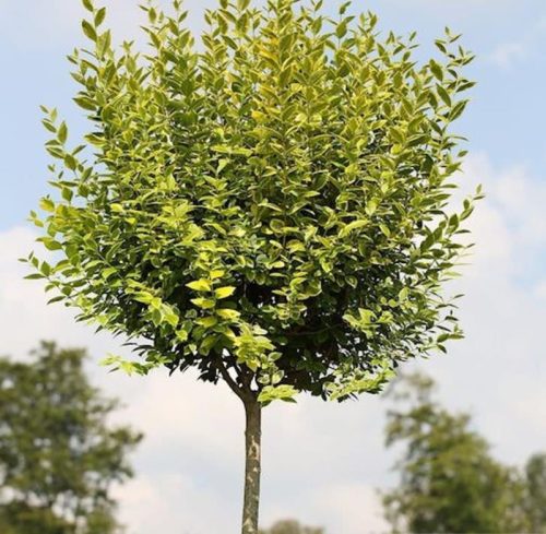 Ligustrum 'Aureum' na panju, visoka sadnica u posudi od 2-3 litre, 100-130 cm