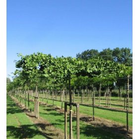   Ginkgo biloba 'Horizontalis' unikatna sadnica na stunku