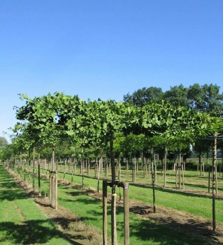 Ginkgo biloba 'Horizontalis' unikatna sadnica na stunku