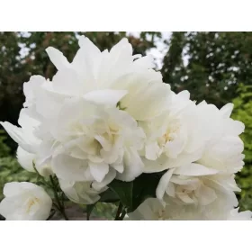 Jasmin 'Virginal' - u C2 posudama 60-80 cm