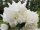 Jasmin 'Virginal' - u C2 posudama 60-80 cm