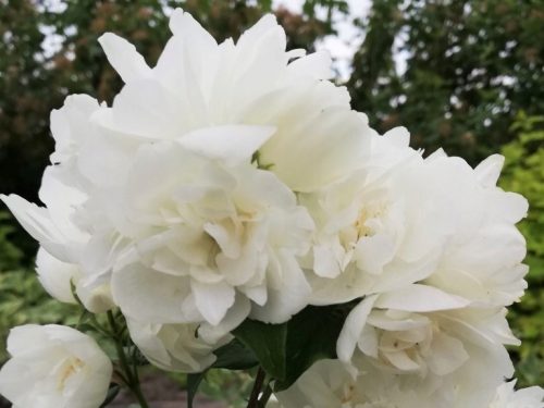 Jasmin 'Virginal' - u C2 posudama 60-80 cm