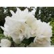Jasmin 'Virginal' - u C2 posudama 60-80 cm