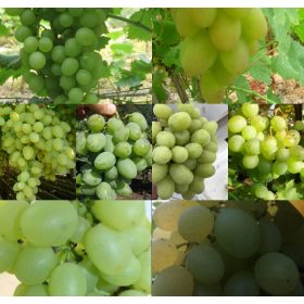    Loza od 6 desertnih sorti sa svijetlim plodovima duljine 40-60 cm