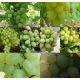  Loza od 6 desertnih sorti sa svijetlim plodovima duljine 40-60 cm