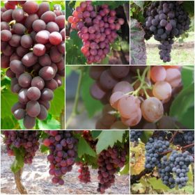  Trsovi 7 najnovijih sorti bez sjemena, 40-60 cm