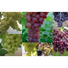  Loza od 5 sorti bez sjemena, 40-60 cm