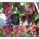  Trs od 5 sorti za crno vino, 40-60 cm