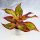 AGLAONEMA Crveni plamen CRETE