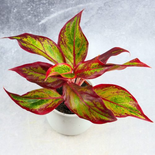 AGLAONEMA Crveni plamen CRETE