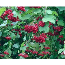   KORALJ Viburnum Opulus Živica - Prekrasni grmovi visoki 80-120 cm