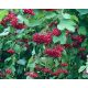 KORALJ Viburnum Opulus Živica - Prekrasni grmovi visoki 80-120 cm