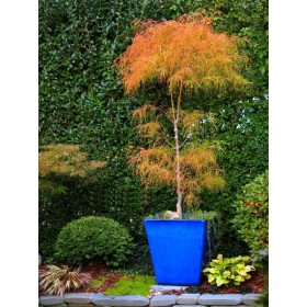 Klon Palmowy KOTO NO ITO