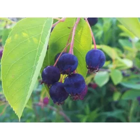 Lamarcka serviceberry - sadnice u posudama, visine 60-80 cm