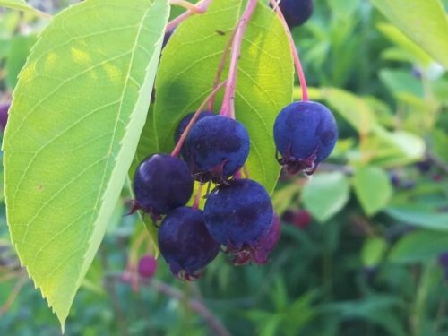 Lamarcka serviceberry - sadnice u posudama, visine 60-80 cm