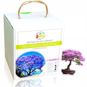    PAULOWNIA OXYGEN BONSAI STABLO KOMPLET ZA UZGOJ XXL SJEMENA - NA POKLON