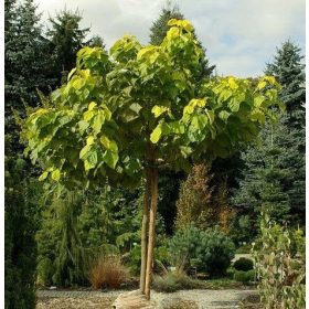 KATALPA CATALPA OBIČNA CATALPA 180 CM