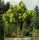 KATALPA CATALPA OBIČNA CATALPA 180 CM