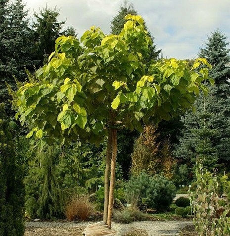 KATALPA CATALPA OBIČNA CATALPA 180 CM