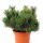 Borovac Gnom | Planinski bor | Pinus mugo C3 | 30-50 cm