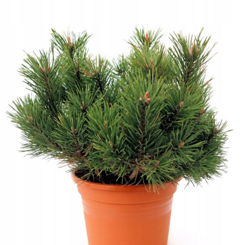 Borovac Gnom | Planinski bor | Pinus mugo C3 | 30-50 cm