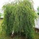Brzoza himalajska 'Long Trunk' cijepljena na deblu