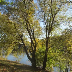 Wierzba Bijela Tristis u Posudi 2-3 litre, 100-150 cm
