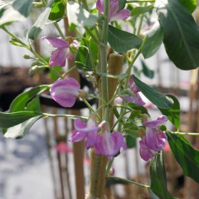   Srebrni Slon Jedinstvena cijepljena biljka za proizvodnju meda