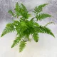 Paprat iz Kine (Polystichum tsus-simense) Azijska paprat MIKROKLIMA