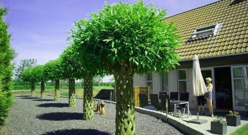 Wierzba pleciona od 160 do 180 cm u posudi od 3-5 litara
