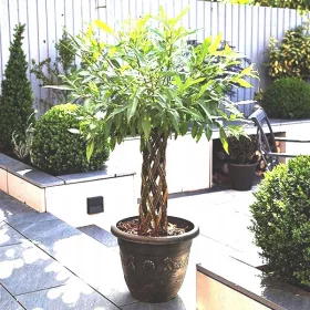 Mini vrba u posudi 3-5 litara, visoka 70-90 cm