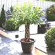 Mini vrba u posudi 3-5 litara, visoka 70-90 cm