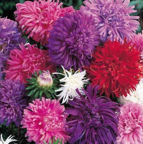 Aster i krisantema mješavina 1g