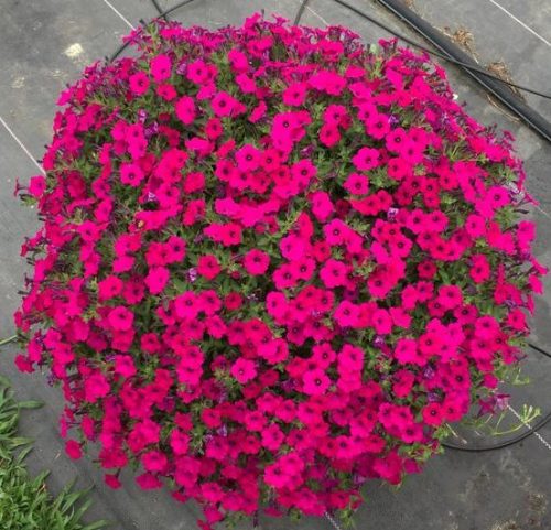 Petunia F1 Purple Glo "Već Zasijano" Sjeme Surfinije Tipa