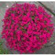Petunia F1 Purple Glo "Već Zasijano" Sjeme Surfinije Tipa