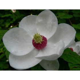 Magnolija Siebolda UNIKATAN VELIKI CVIJET RIJETKOST