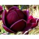 Magnolija 'GENIE' - bordo tulipani