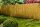 Reed mat reed mats reed 1.8x6.00m
