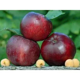  Sadnica jabuke MALINA OBBERLAND u posudi 2-3l 130-160 cm