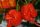 Carolina Reaper Red "Već Posijano" Paprika Sjeme Višegodišnjih Biljaka