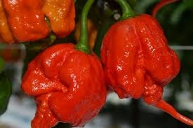 Carolina Reaper Red "Već Posijano" Paprika Sjeme Višegodišnjih Biljaka