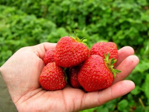  VIBRANTNE šumske jagode i jagode, sadnica golog korijena, 5-5 cm