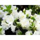 Bijeli rododendroni i azaleje, sadnice u posudi od 2-3l, 20-30 cm