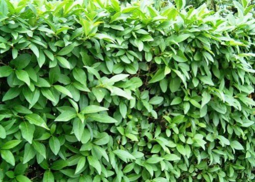 Ligustrum vulgaris sadnica s golim korijenom, 100-140 cm